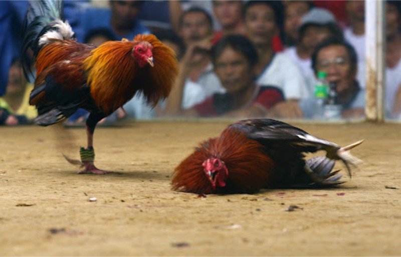 Đá gà cựa dao PQ88