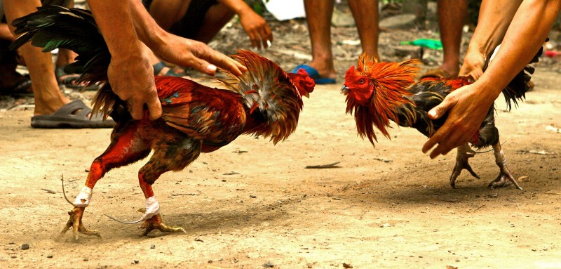 Đá gà cựa sắt PQ88