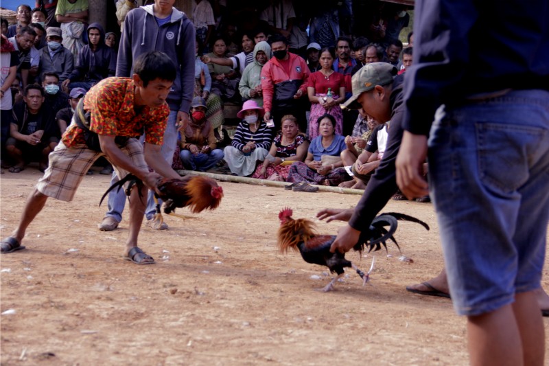 Đá gà cựa dao PQ88